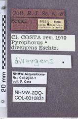 Etikette zu Pyrophorus divergens (NHMW-ZOO-COL-0010831)